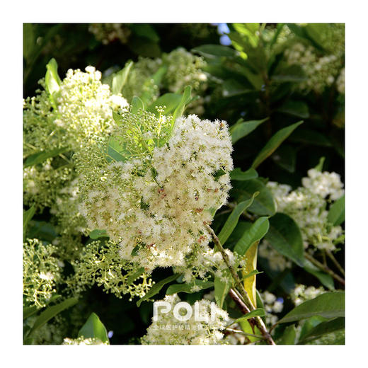 进口西印度月桂精油 美容院按摩刮痧精油 单方精油香薰原料批发 商品图1