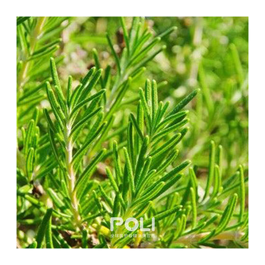 西班牙进口有机马鞭草酮迷迭香精油原料补水按摩精油颇黎进口单方精油 商品图1