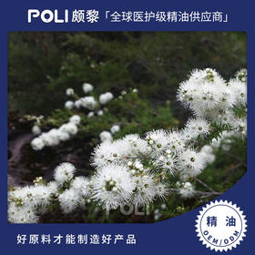 波斯尼亚有机进口波黑银杉精油原料 进口单方精油批发 颇黎单方精油