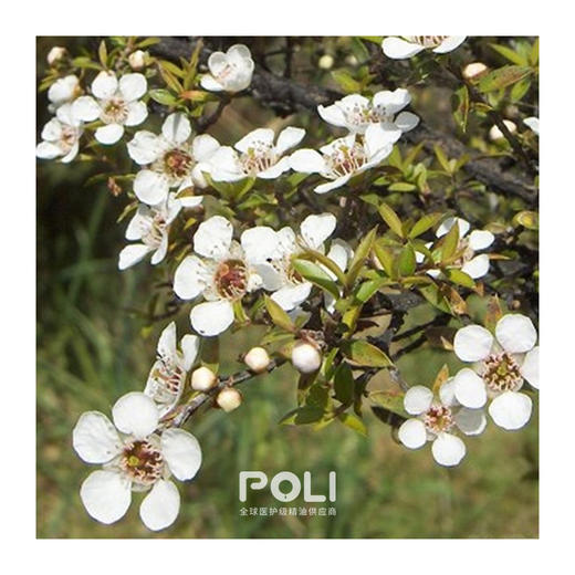 纽西兰进口松红梅精油 天然松红梅精油原料批发 按摩护肤单方精油 商品图1