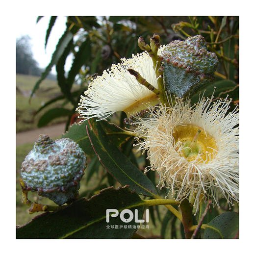 蓝胶尤加利精油原液 天然精油原料批发 颇黎按摩单方精油香薰 商品图1