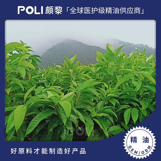 白兰叶精油 美容院按摩护肤单方精油 芳疗香薰白玉兰叶精油原料 商品图0