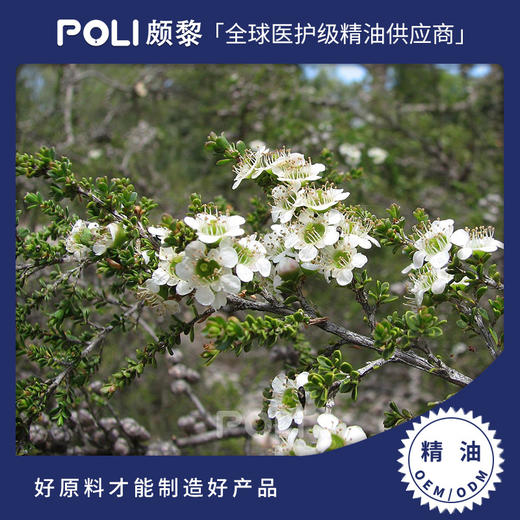 澳大利亚进口柠檬细籽精油天然瓶装精油进口I柠檬花茶树精油原料 商品图0