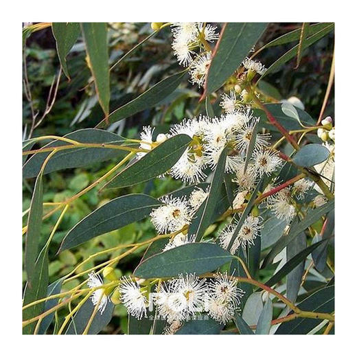 澳大利亚进口多苞叶尤加利精油原料 颇黎护肤刮痧精油 单方精油OEM 商品图1