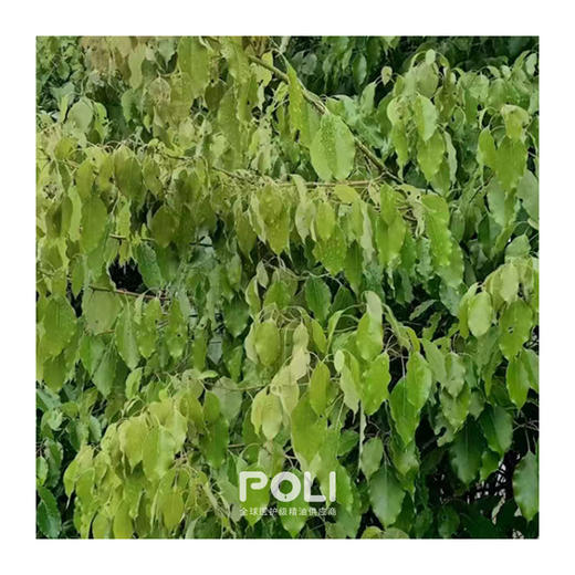 中国龙脑精油香薰 美容院天然龙脑油原料 刮痧按摩单方精油批发 商品图1