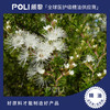 澳大利亚进口昆士亚精油 坤希精油原料批发 颇黎单方精油原料oem 商品缩略图0