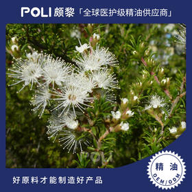 澳大利亚进口昆士亚精油 坤希精油原料批发 颇黎单方精油原料oem