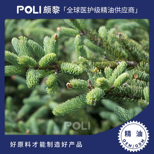 加拿大进口有机胶冷杉精油进口单方精油原料批发颇黎进口精油香薰 商品图0