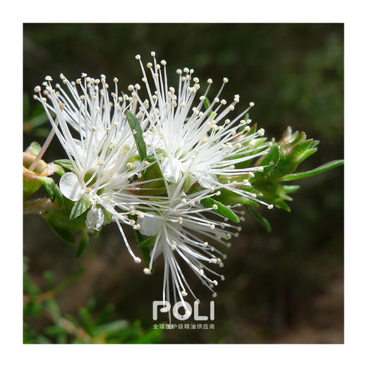 波斯尼亚有机进口波黑银杉精油原料 进口单方精油批发 颇黎单方精油 商品图1