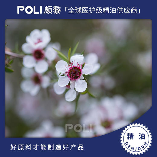 纽西兰进口松红梅精油 天然松红梅精油原料批发 按摩护肤单方精油 商品图0