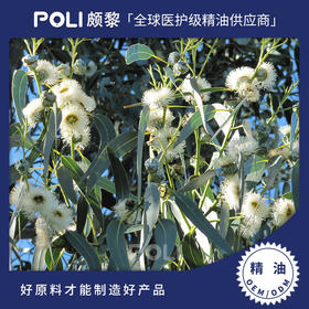蓝胶尤加利精油原液 天然精油原料批发 颇黎按摩单方精油香薰