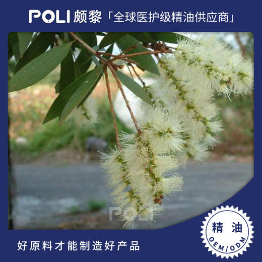 印尼进口白千层精油印尼进口单方精油原料颇黎进口精油原料 商品图0