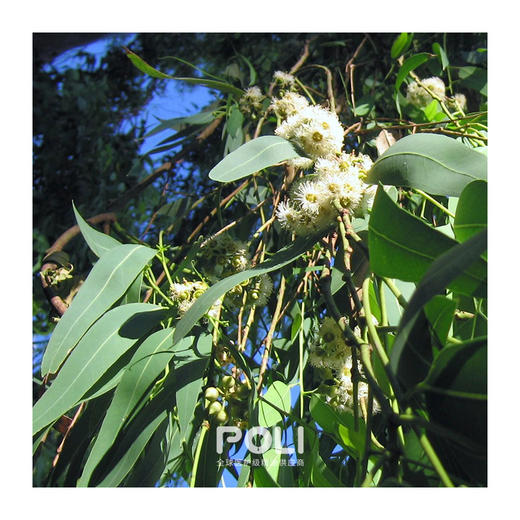 澳大利亚进口柠檬尤加利精油原料单方进口精油批发颇黎进口天然精油 商品图1