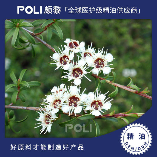 纽西兰进口卡奴卡精油 单方精油原料批发 颇黎进口天然香薰精油原 商品图0