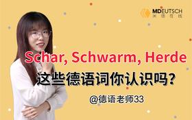 Schar, Schwarm, Herde这些单词你认识吗