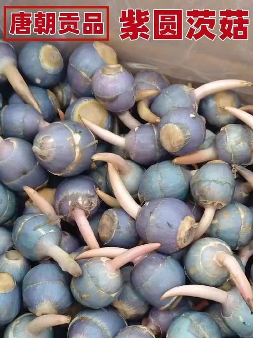 野生小茨菰 商品图2