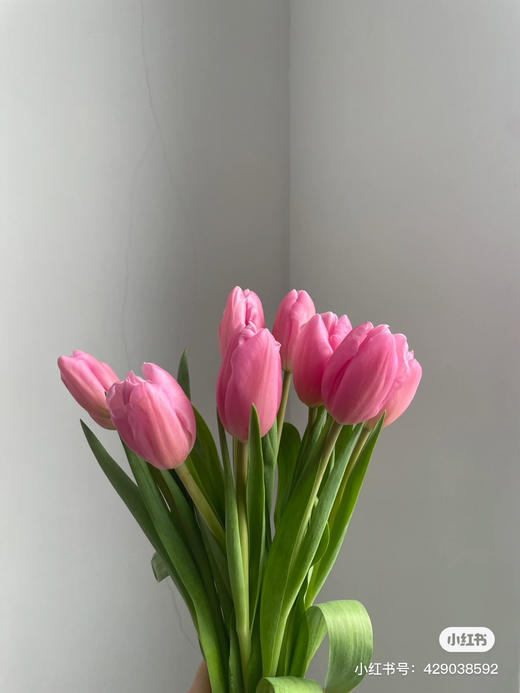 荷冠郁金香深粉 商品图0