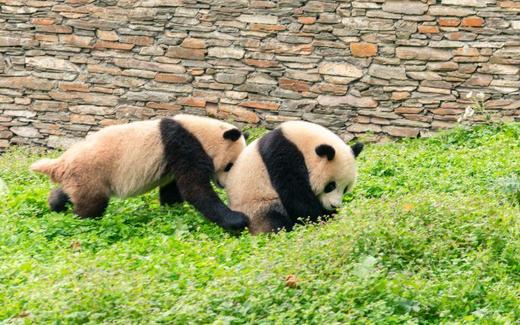 U+成都丨三熊保育义工与三星堆探秘 商品图1