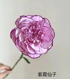 康乃馨·紫霞仙子