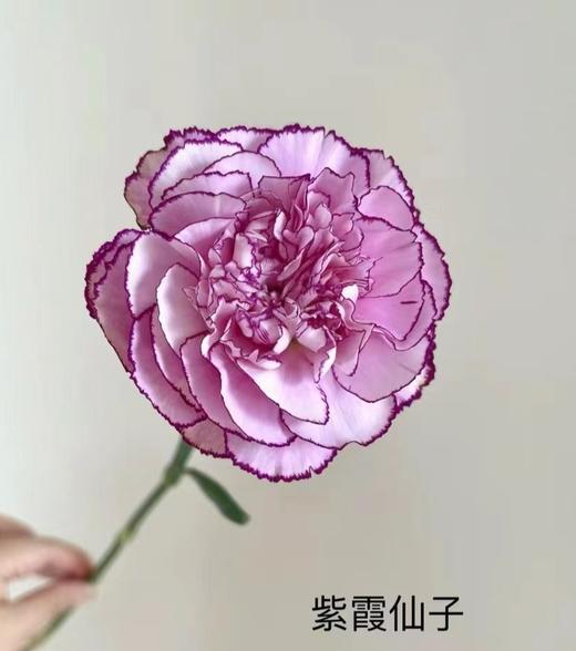 康乃馨·紫霞仙子 商品图0