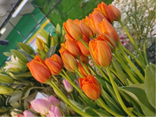 郁金香10支 商品图1