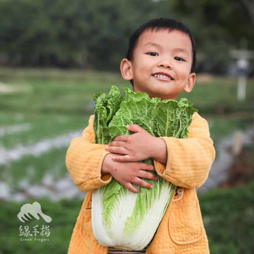 生态大白菜 | 绿家自产*Ecological Chinese cabbage | In-House Production 商品图0