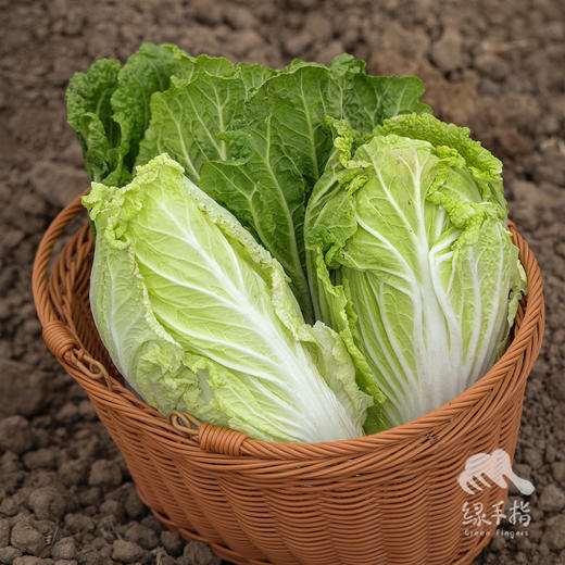 生态大白菜 | 绿家自产*Ecological Chinese cabbage | In-House Production 商品图1