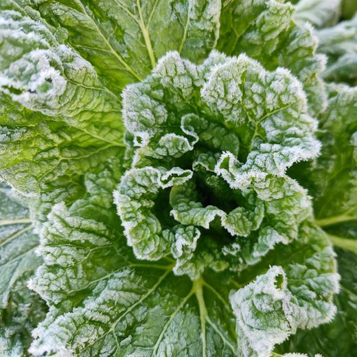 生态大白菜 | 绿家自产*Ecological Chinese cabbage | In-House Production 商品图2