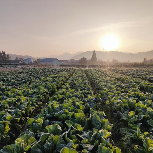 生态大白菜 | 绿家自产*Ecological Chinese cabbage | In-House Production 商品图4