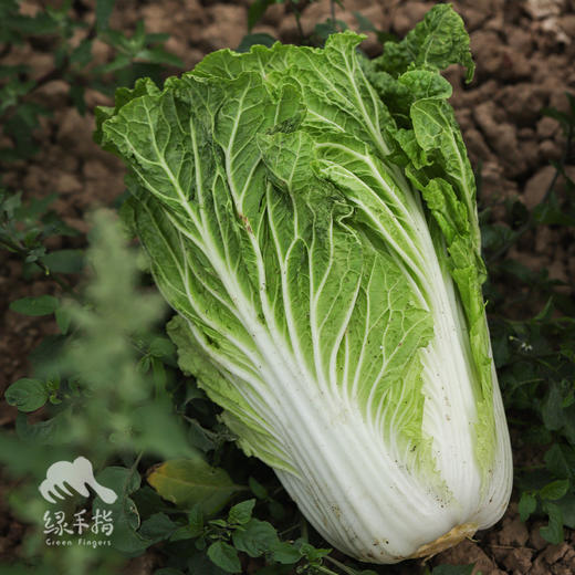生态大白菜 | 绿家自产*Ecological Chinese cabbage | In-House Production 商品图6