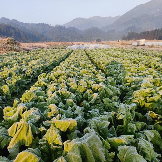 生态大白菜 | 绿家自产*Ecological Chinese cabbage | In-House Production 商品图3