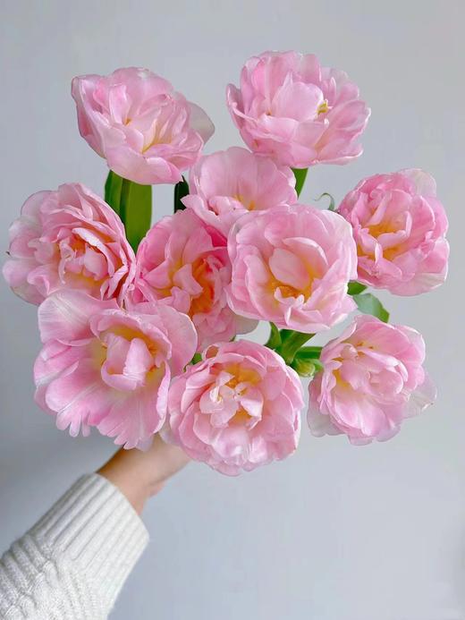 同城甄选猫爪慕斯郁金香9支 商品图4