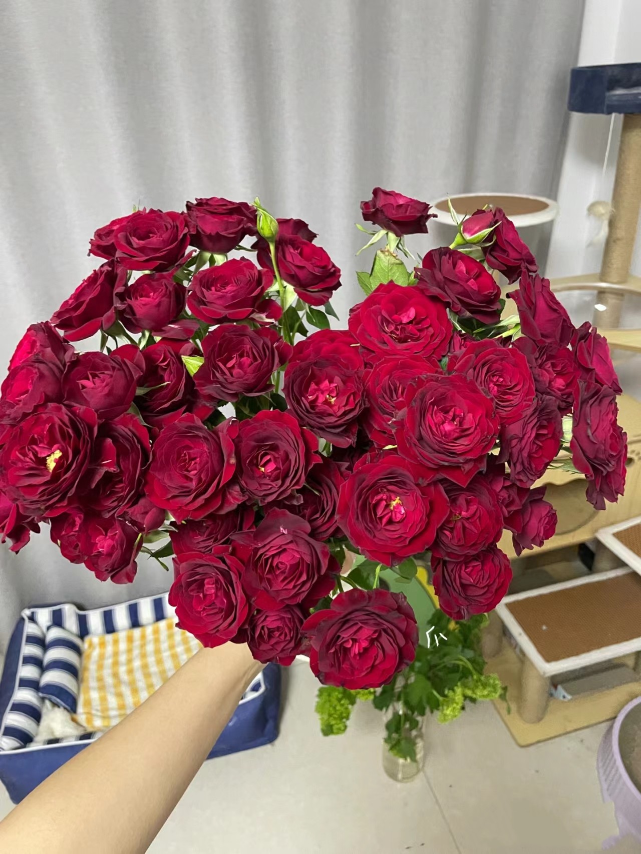 同城甄选鲜花红丝绒多头红玫瑰10支