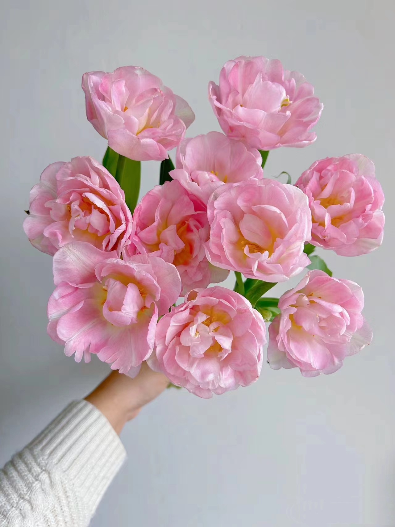 同城甄选猫爪慕斯郁金香9支