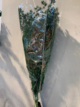 永生花材 ｜ 蓬莱松深绿色