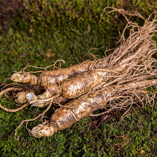 【冯站长专享】长白山林下食疗人参（五星级） 商品图4