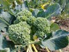 西兰花 商品缩略图13