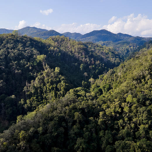 【618开门红】【大爷马邓茶】2023年头春头采云南八大名茶之一普洱茶生茶357克/饼 拍5发6 商品图8