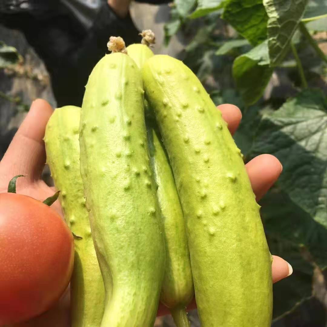 喝牛奶长大的海阳牛奶白玉黄瓜  乳白青透 宛若润玉 口感脆嫩清甜 产地直发