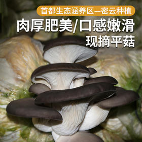 每日现采  农家新鲜平菇  肉厚肥嫩  口感鲜美  蘑菇  300g