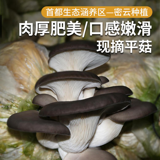 每日现采  农家新鲜平菇  肉厚肥嫩  口感鲜美  蘑菇  300g 商品图0