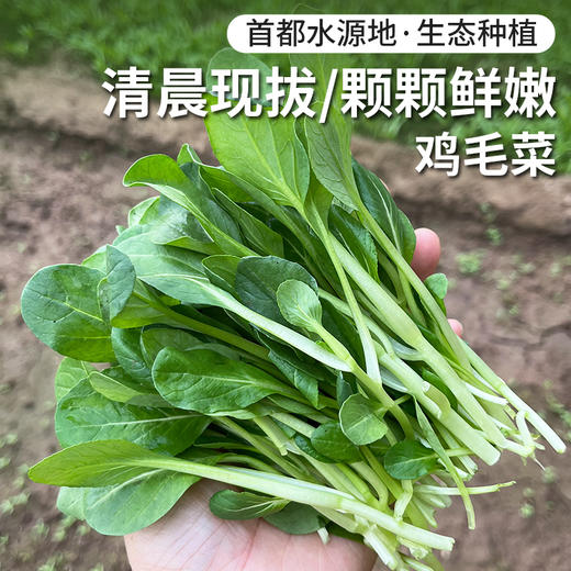农家鸡毛菜  油菜苗  鲜嫩清香   每日现采摘  300g 商品图0