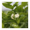 茉莉净油原精 精油原料批发灌装 颇黎POLI补水净油原料 商品缩略图1