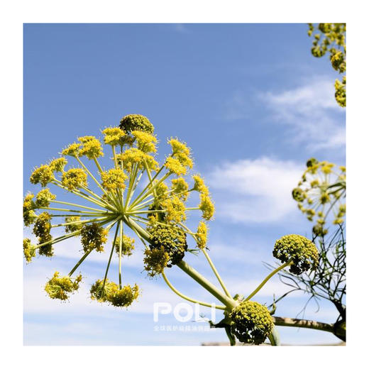 英国进口天然白松香精油 单方精油原料批发 POLI颇黎白松香精油 商品图1