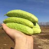 【喝牛奶长大的海阳牛奶白玉黄瓜】  乳白青透 宛若润玉 口感脆嫩清甜 产地直发 商品缩略图1