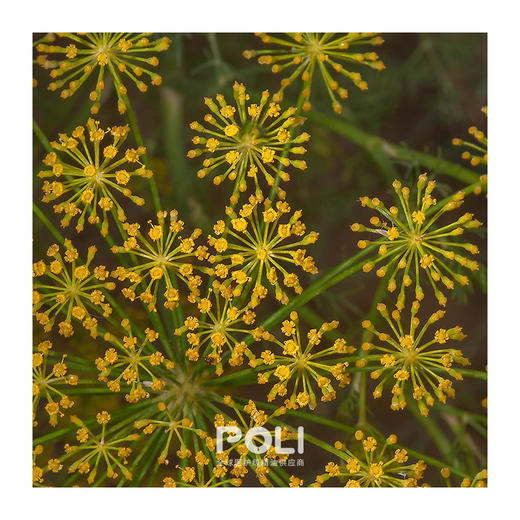 印度进口莳萝籽精油原液 单方精油原料批发 颇黎进口莳萝籽精油 商品图1