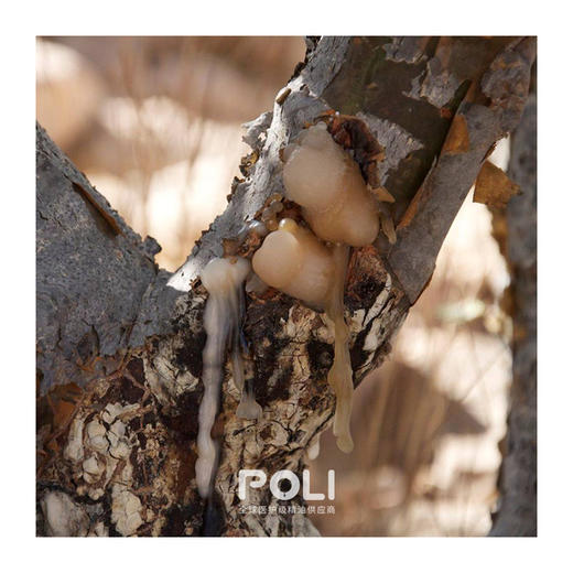 肯尼亚进口乳香精油绿乳 原料灌装乳香精油 POLI/颇黎单方精油 商品图1