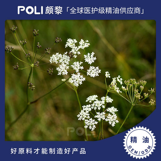 西班牙进口绿茴芹精油原料天然茴香按摩精油 颇黎香薰单方精油 商品图0