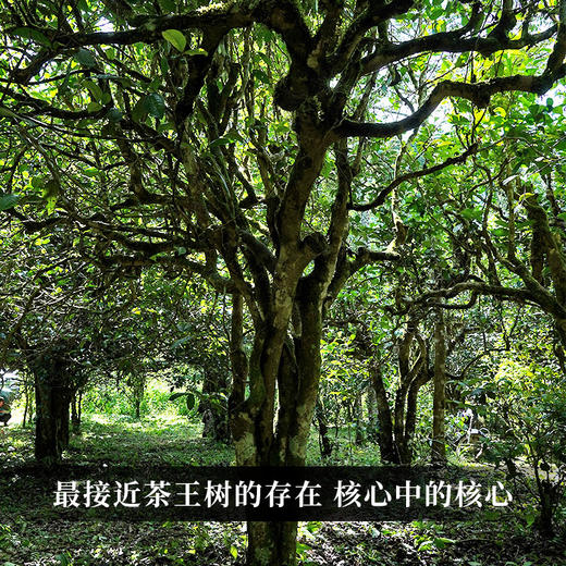 【葫芦谷】蕞接近茶王树的口感 仅采距离茶王直径不过10米的古树茶 100g/饼 拍5发6 商品图5