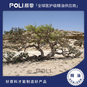 肯尼亚进口乳香精油绿乳 原料灌装乳香精油 POLI/颇黎单方精油